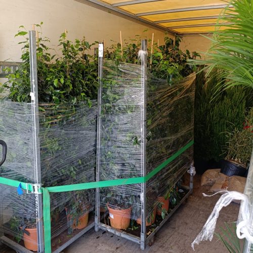 Plants