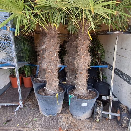 Big plants